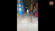 RisaSuave - Videos divertidos de gatos y perros - 3