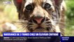 Trois bébés tigres sont nés chez un éleveur critiqué du Loiret