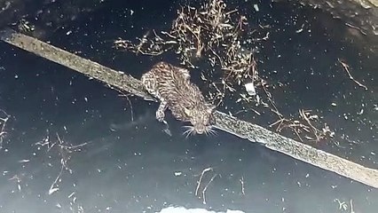 VID-20200618-WA0028