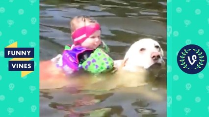 TRY NOT TO LAUGH - Funny Pets & Animal Videos _ November 2018