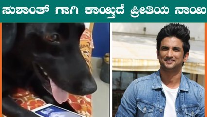 ಮಾಲೀಕನಿಲ್ಲದೆ ಚಡಪಡಿಸಿ ಮಂಕಾಗಿದೆ ಸುಶಾಂತ್ ಸಾಕಿದ ಶ್ವಾನ | Filmibeat Kannada