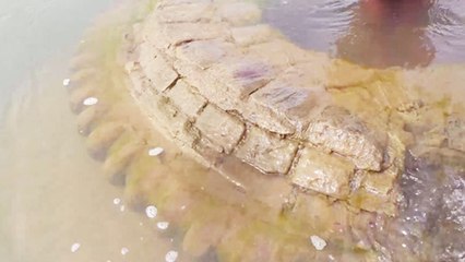 500 Years Old Temple : மகாநதியில் மூழ்கியிருந்த 500 ஆண்டுகள் பழமையான கோவில் கண்டுபிடிப்பு