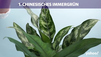 Für diese 10 Zimmerpflanzen brauchst du keinen grünen Daumen