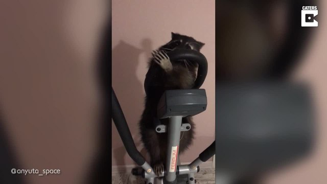 Waschbär hat besonderes Interesse an Fitnessgeräten