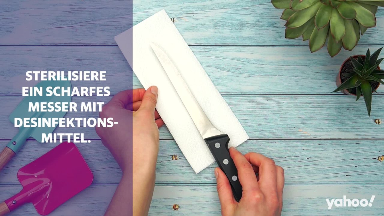 Ableger ziehen und umtopfen: So machst du aus deiner Zimmerpflanze eine Familie