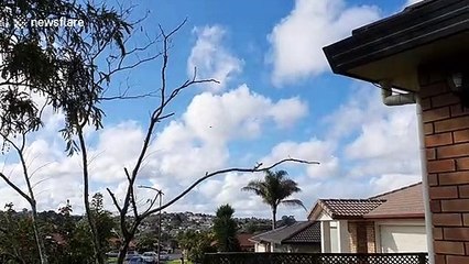 Police helicopter seen flying over west Auckland after police shooting