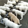 ALABAY COBAN KOPEGi YAVRULARI KAHVALTI SAATi - ALABAi SHEPHERD DOG PUPPiES TiME BREAKFAST