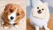 Baby Dogs - Cute and Funny Dog Videos Compilation - Cute videos