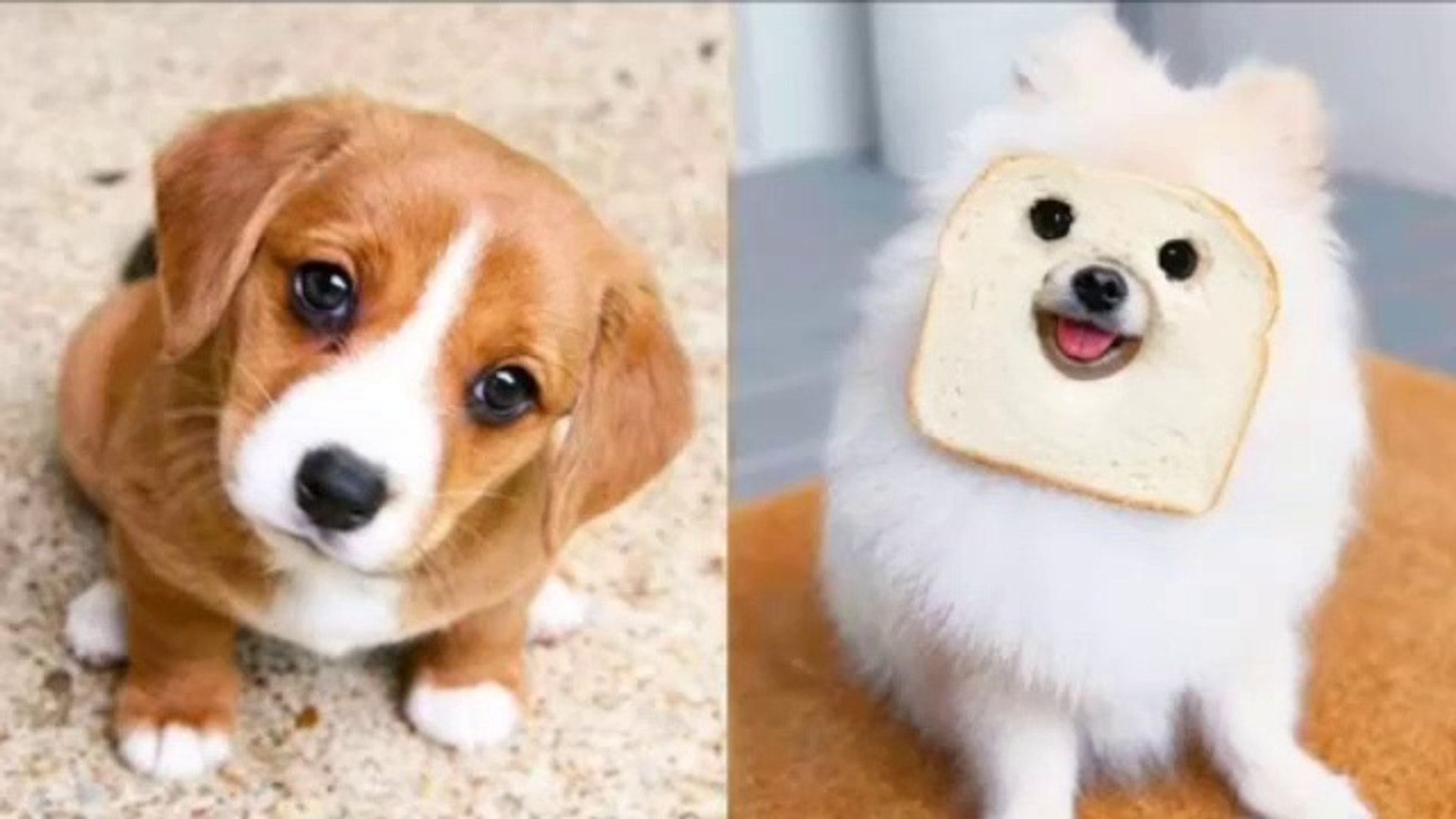 Cute pet videos funny hotsell