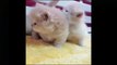 Cute Baby Cats_-1592553716695