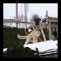 KAR BEKCiSi ANADOLU COBAN KOPEGi - ANATOLiAN SHEPHERD DOG and SNOW