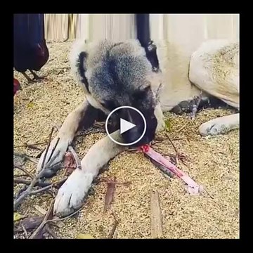 KEMiK KIRAN SiVAS KANGAL KOPEGi - BONE BREAKiNG SiVAS KANGAL DOG