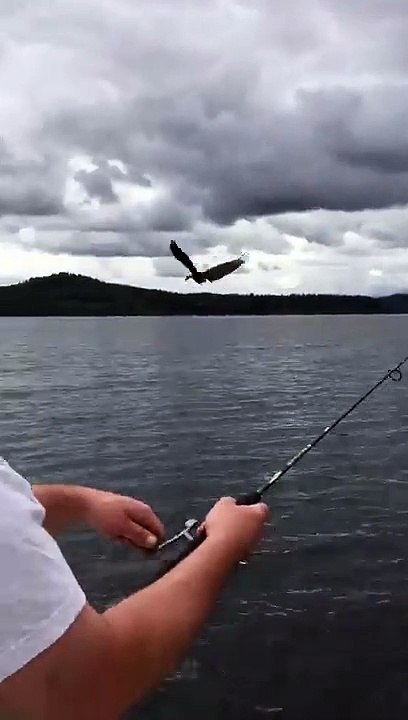 Un aigle pêcheur a pris le poisson attrapé par le pêcheur !