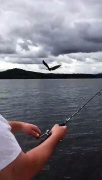 Un aigle pêcheur a pris le poisson attrapé par le pêcheur !