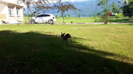 Yavru kızıl geyik ve karacaya bebek gibi bakılıyor