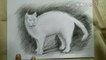 How to draw a cat | Cat painting | Charcoal pencil Shading | Step by step For Beginners