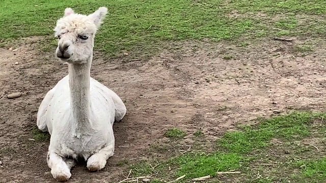 Down at the Farm prepares to reopen as coronavirus lockdown eases