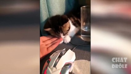 Try not to laugh ✪ cat video to die laughing