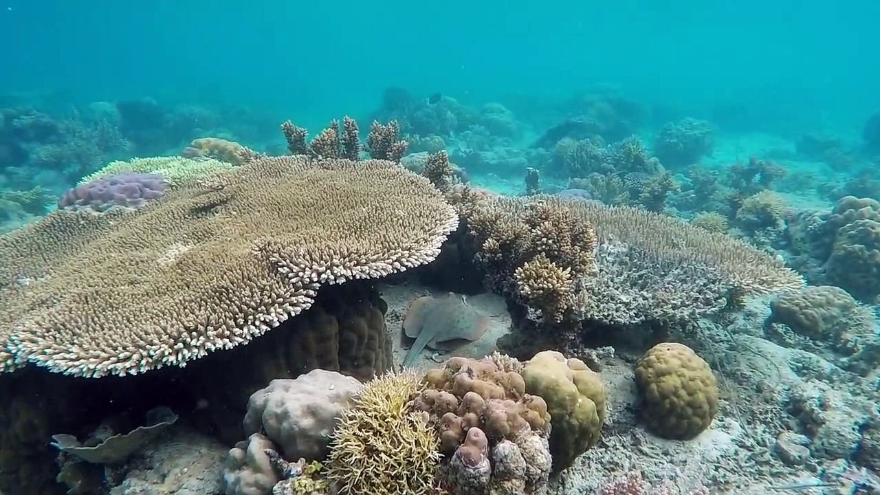 Creatures Underwater