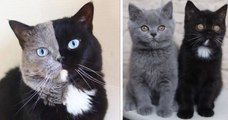 Ce chat au visage bicolore est devenu le père de deux chatons, chacun d'une couleur différente