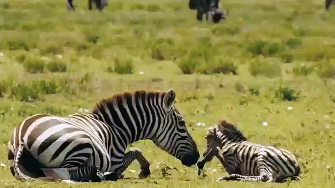 Cheetah vs Antelope ,Real Fight  Epic ,Battle Leopard ,and Antelope ,- Most Amazing ,Attack of Animal