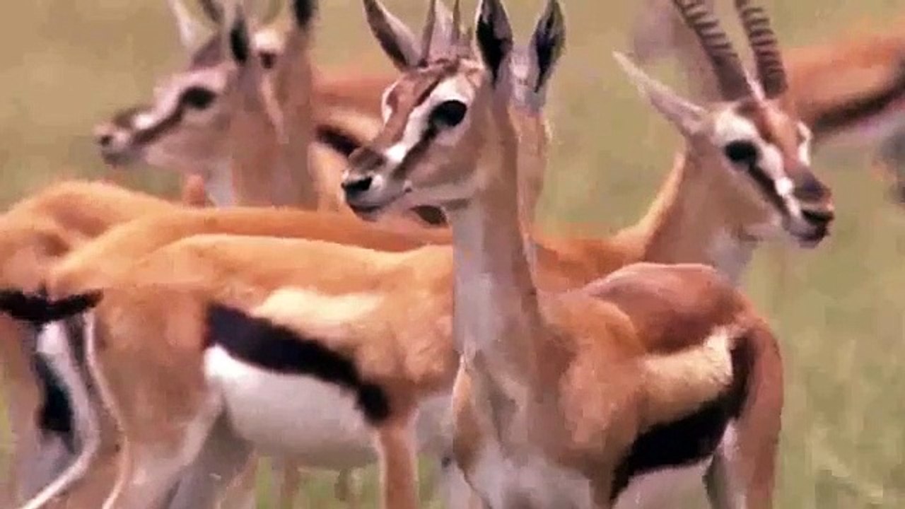 Cheetah VS Lion, Real Fight  ,Cheetah Save, Impala From, Lion Hunting,  Animals Save, Another Animals