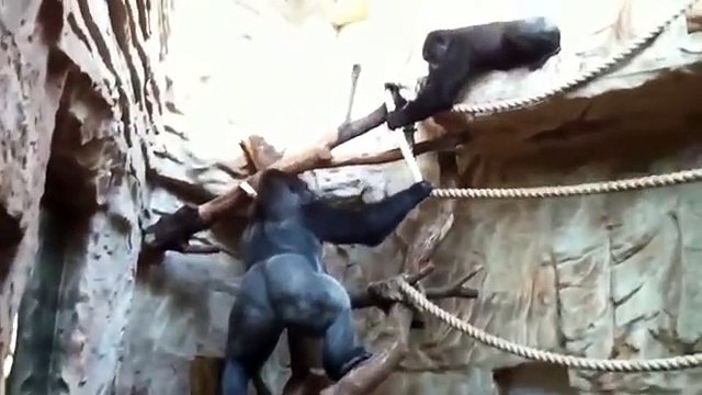 Classic fight Lion , gorilla attack, Gorilla vs lion, - Most Amazing ,Moments Of ,Wild Animal Fights