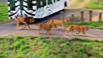 Craziest Animals, Fights  Classic ,fight Lion,  gorilla attack  ,Lion Gorilla ,Baboon Big Battle