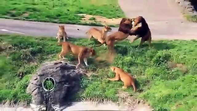 Craziest Animals, Fights Classic, fight Lion, gorilla attack, - Lion Video ,National Geographic