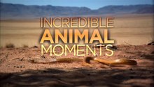 Incredible Animal Moments  - HD Documentary