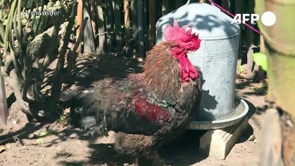 Frankreichs berühmtester Hahn ist tot