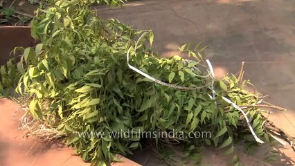 The Honey hunters of India