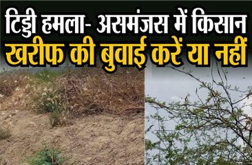 Locust Attack: असमंजस में किसान