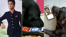 Sushant Singh Rajput's Dog Is Devastated After His Demise