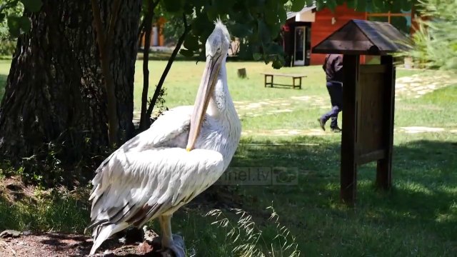 Vizitat në parkun e Divjakës/ Edhe pse në pandemi laguna e Karavastasë tërheq vizitorë