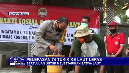 Peduli Kelestarian dan Keseimbangan Satwa Laut, Polri Lepas 74 Anak Penyu