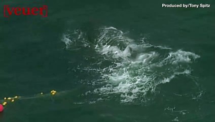 Whale Family Freed From Fishing Net in Incredible Ocean Rescue