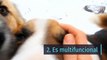 6 curiosidades sobre la nariz de los perros