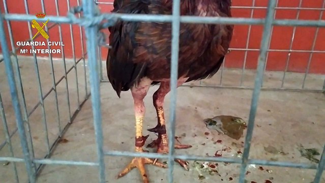 Desmantelada una multitudinaria pelea de gallos