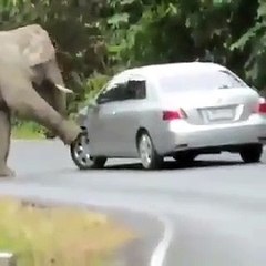 बीच रास्ते में रुकी कार तो बोनट पर आ कर बैठ गया हाथी, आगे क्या हुआ देखिए वायरल वीडियो में