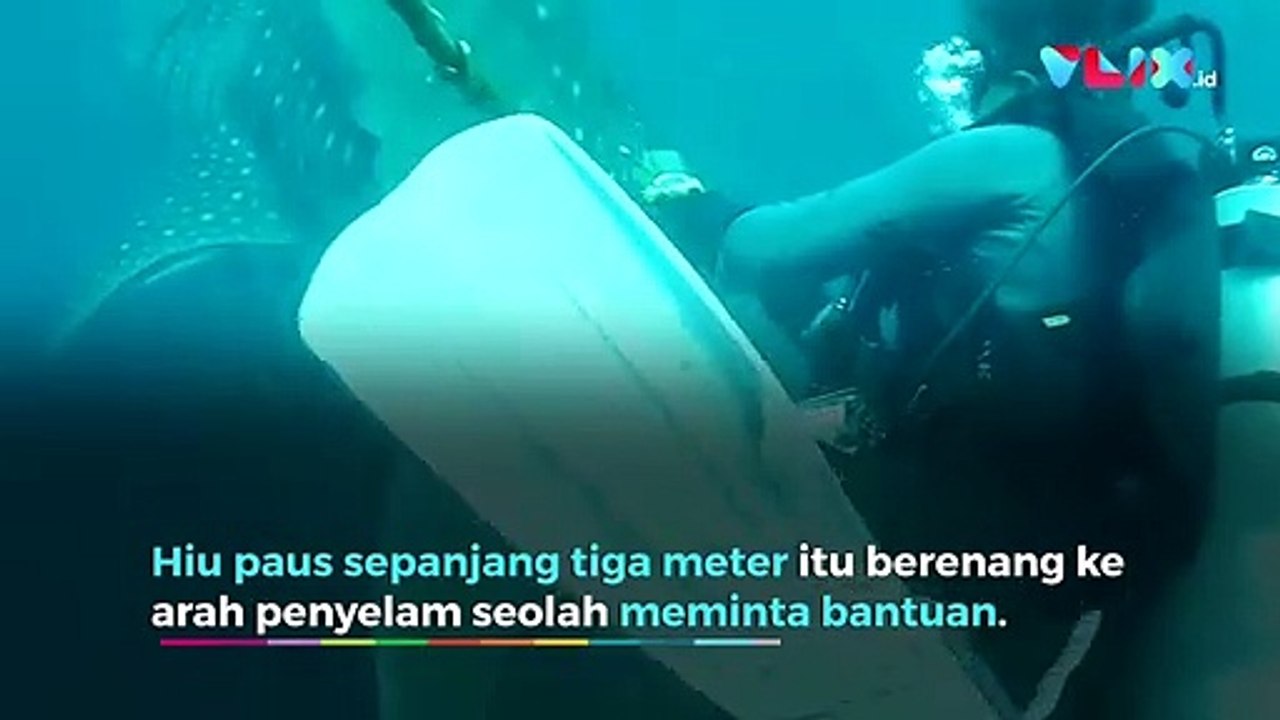 Gara-gara Manusia, Hiu Paus Ini Hidupnya Jadi Sengsara