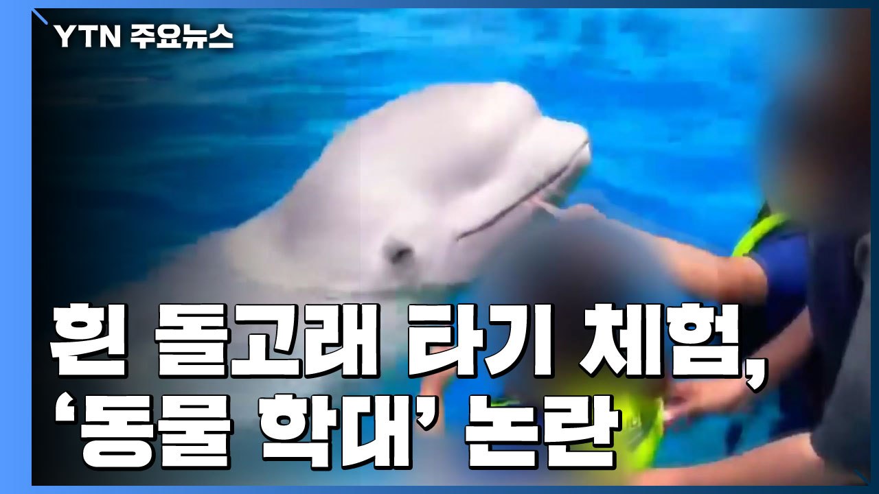 '멸종 위기' 흰 돌고래 타기...'동물 학대' 논란 / YTN