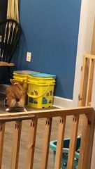 Corgi Caught in the Kitty Litter