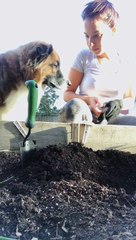 Doggy Helps Dig in the Garden