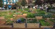 La ville de Nantes va se transformer en potager géant pour donner des légumes aux familles dans le besoin