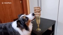 Dog skilfully removes Jenga pieces placed on top of wine glass