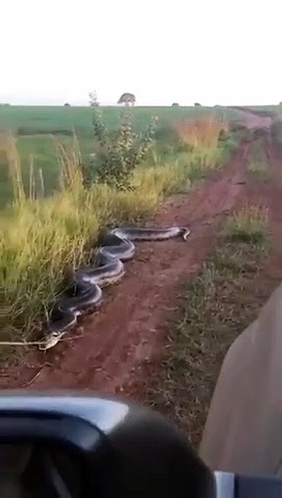 Cobra de 7 metros ataca carrinha e a esposa grita "tira o braço daí!"