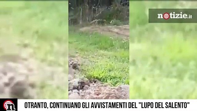Otranto, avvistato un Lupo solitario: gli esperti Non è pericoloso | Notizie.it