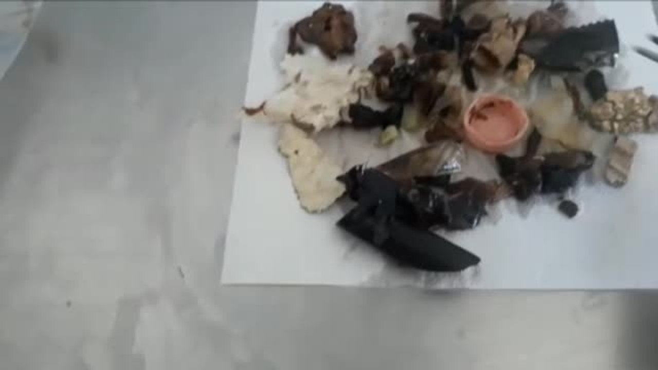 Guantes y mascarillas pasan a formar parte de la terrible alimentación de los animales marinos