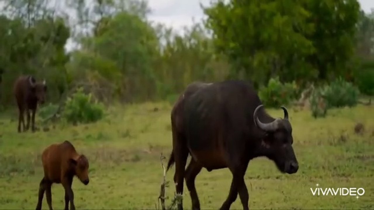 Lion vs Buffalo Battle is not never